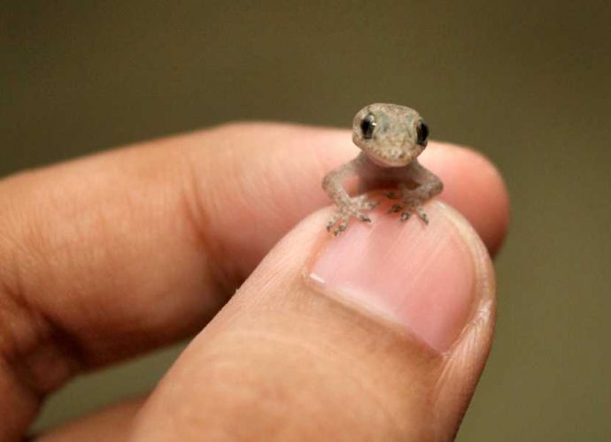 ഇന്ന് ലോക ഗൗളി/പല്ലി ദിനം(World Lizard Day)