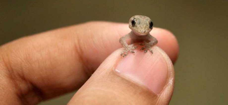 ഇന്ന് ലോക ഗൗളി/പല്ലി ദിനം(World Lizard Day)