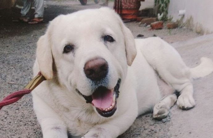 ദേശീയ നായ ദിനം (National Dog Day)