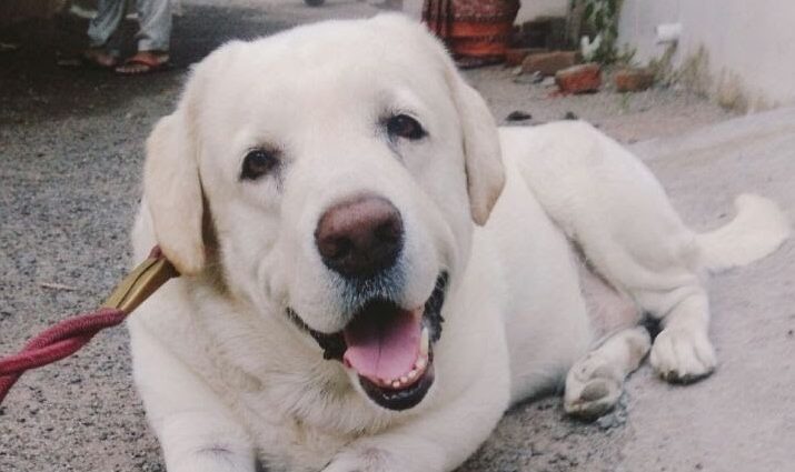 ദേശീയ നായ ദിനം (National Dog Day)