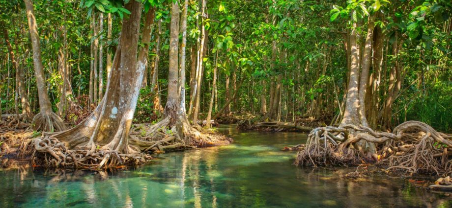 കണ്ടല്‍ക്കാടുകള്‍