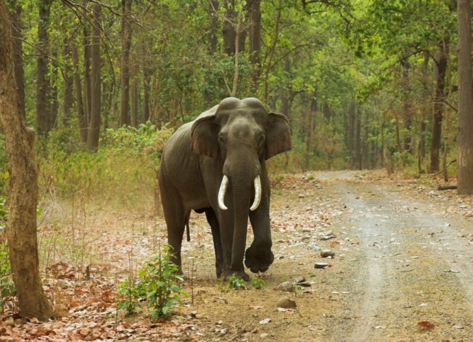 ഇന്ന് ലോക ഗജ ദിനം