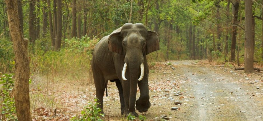 ഇന്ന് ലോക ഗജ ദിനം