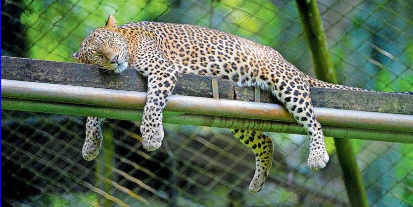 zoo
