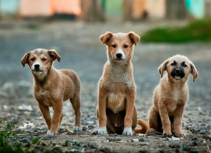 street dogs