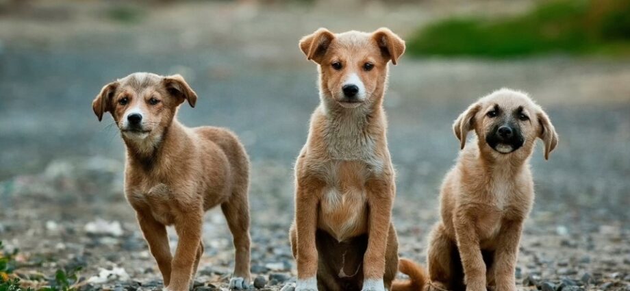 street dogs