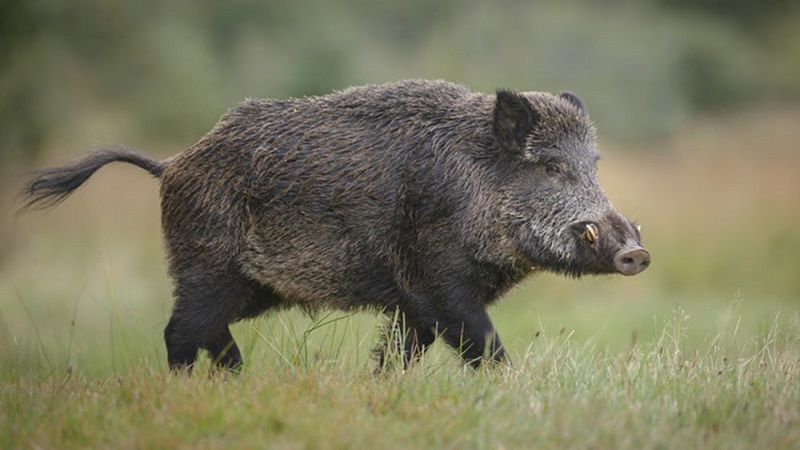 pig